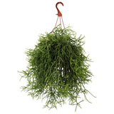 Rhipsalis heteroclada (Koraalcactus) (S) - plantforyou.nl