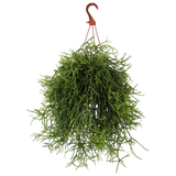 Rhipsalis heteroclada (Koraalcactus) (S) - plantforyou.nl