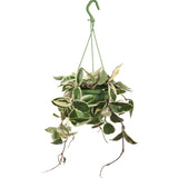 Hoya Carnosa Krimson Queen (Wasbloem) (S) - plantforyou.nl