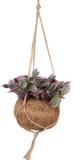 Tradescantia sweetness (Vaderplant) Kokodama (S) - plantforyou.nl