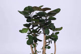 Polyscias fabian (Aralia) (M) - plantforyou.nl