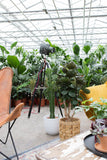 Polyscias fabian (Aralia) (M) - plantforyou.nl