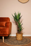 Yucca (Palmlelie) (L) - plantforyou.nl