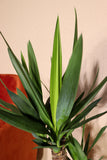 Yucca (Palmlelie) (L) - plantforyou.nl