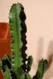Euphorbia erytrea (Cowboycactus) (M)