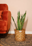 Sansevieria laurentii (Vrouwentong) (M)