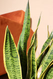 Sansevieria laurentii (Vrouwentong) (M)