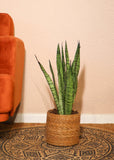 Sansevieria zeylanica (Vrouwentong) (M)