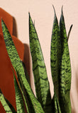 Sansevieria zeylanica (Vrouwentong) (M)