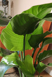 Strelitzia nicolai (Paradijsvogelplant) (L)