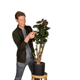 Polyscias fabian (Aralia) (M) - plantforyou.nl