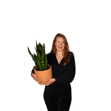 Sansevieria zeylanica (Vrouwentong) (M)