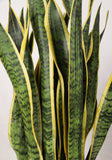 Sansevieria laurentii (Vrouwentong) (L) - plantforyou.nl