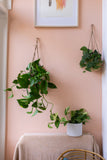 Scindapsus pictus ''argyraeus'' (Zilverrank) (S) - plantforyou.nl