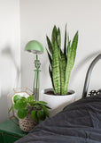 Sansevieria zeylanica (Vrouwentong) (M)