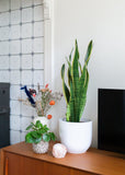 Sansevieria laurentii (Vrouwentong) (M)