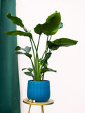 Strelitzia nicolai (Paradijsvogelplant) (L)