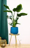 Strelitzia nicolai (Paradijsvogelplant) (L)