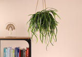 Lepismium bolivianum (S) - plantforyou.nl