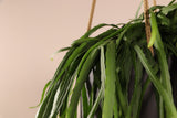 Lepismium bolivianum (S) - plantforyou.nl