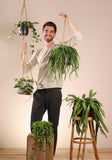 Dischidia Nummularia (Dubbeltjesplant) (S) - plantforyou.nl