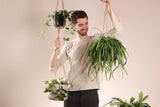 Hedera Helix Wonder (Klimop) (S) - plantforyou.nl