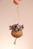 Tradescantia sweetness (Vaderplant) Kokodama (S) - plantforyou.nl