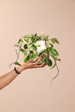 Hoya Carnosa Krimson Queen (Wasbloem) (S) - plantforyou.nl
