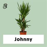 Yucca (Palmlelie) (L) - plantforyou.nl