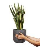 Sansevieria laurentii (Vrouwentong) (L) - plantforyou.nl
