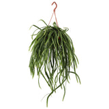 Lepismium bolivianum (S) - plantforyou.nl