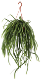 Lepismium bolivianum (S) - plantforyou.nl