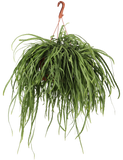 Lepismium bolivianum (M) - plantforyou.nl
