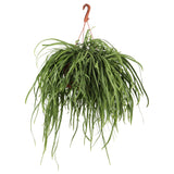 Lepismium bolivianum (M) - plantforyou.nl