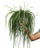 Lepismium bolivianum (M) - plantforyou.nl