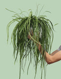 Lepismium bolivianum (M) - plantforyou.nl