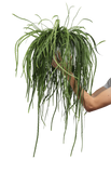 Lepismium bolivianum (M) - plantforyou.nl