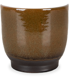 Linn (15cm) - plantforyou.nl
