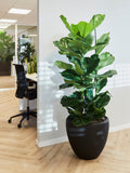 Ficus Lyrata opgemaakt in Baq pot - plantforyou.nl