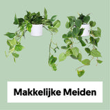 Makkelijke Meiden