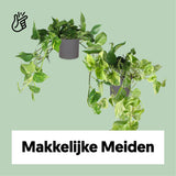 Makkelijke Meiden