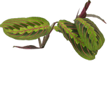 Maranta leuconeura fascinator tricolor (Gebedsplant) (S) - plantforyou.nl
