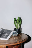 Sansevieria moonshine (Vrouwentong) (M)