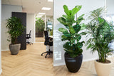 Ficus Lyrata opgemaakt in Baq pot - plantforyou.nl