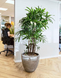 Rhapis excelsa (Stokpalm) (XL) - plantforyou.nl