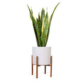Sansevieria laurentii (Vrouwentong) (M)