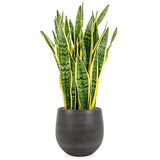 Sansevieria laurentii (Vrouwentong) (L) - plantforyou.nl