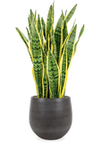 Sansevieria laurentii (Vrouwentong) (L) - plantforyou.nl
