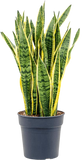 Sansevieria laurentii (Vrouwentong) (L) - plantforyou.nl