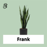 Sansevieria zeylanica (Vrouwentong) (M)